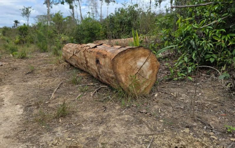 Desmatamento na Amazônia: Roraima é o único estado com alta