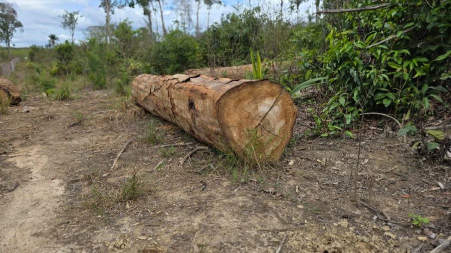 Roraima é o único estado da Amazônia Legal que registra alta no desmatamento, aponta Inpe