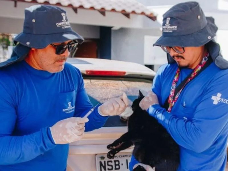 Sábado tem vacinação antirrábica gratuita para cães e gatos em Campo Grande; veja local e horário