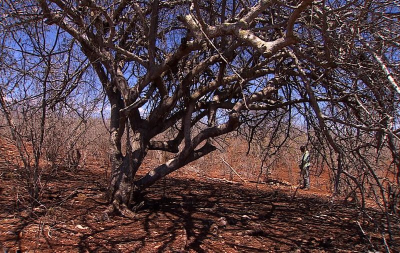 Seca extrema no Sertão sergipano colapsa produção de leite e grãos
