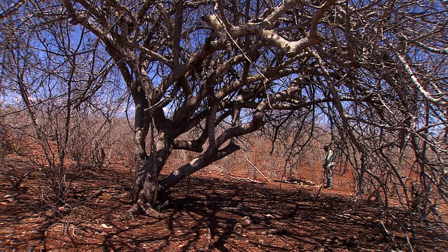 Sem pasto e sem leite: seca no Sertão de Sergipe devasta lavouras e faz produtores perderem renda