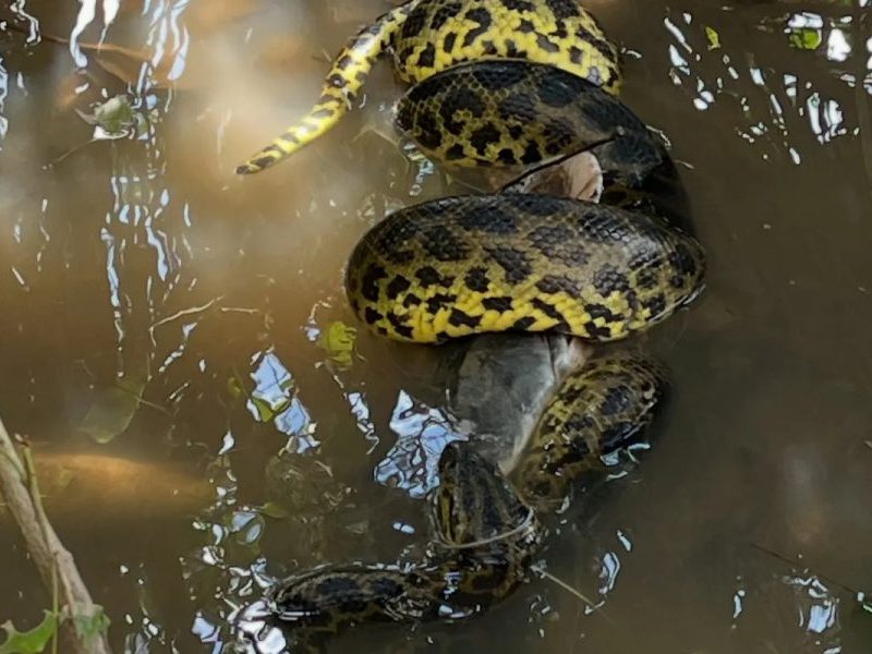 Sucuri é flagrada devorando carcaça de pintado em rio do Pantanal de MS