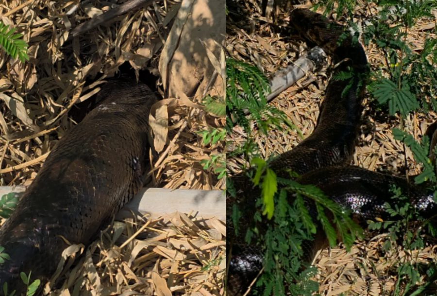 Sucuri gigante rasteja até ‘toca’ de palha e surpreende fotógrafo: ‘Para não acharem que é IA’