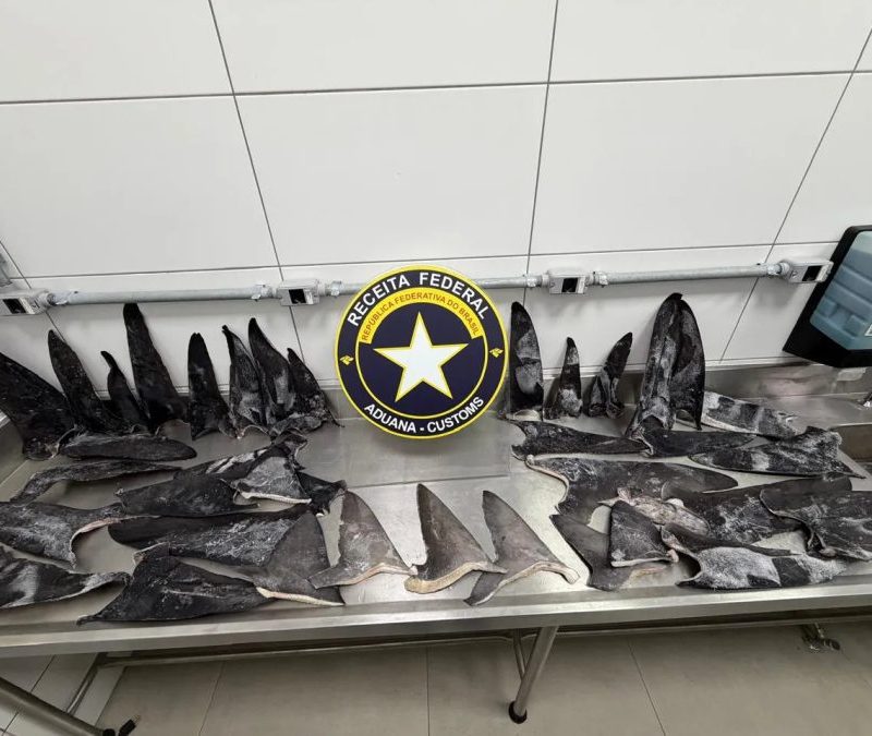 Receita Federal apreende 17 toneladas de barbatanas de tubarão em SC