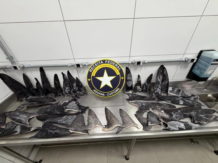 Toneladas de barbatanas de tubarão apreendidas em SC podem valer R$ 16 mil por kg e são 'iguarias' na Ásia