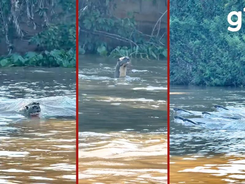 VÍDEO: ariranhas perseguem rivais por quase 2 km em disputa territorial no Pantanal de MT