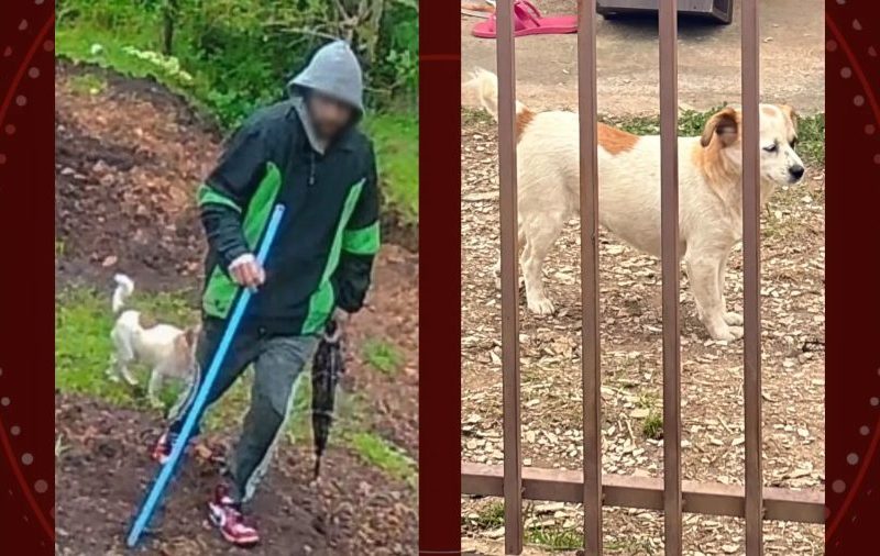 VÍDEO: cachorro de ladrão é visto em câmera de segurança durante crime e ajuda polícia a identificar autor de furto a Apae, no Paraná