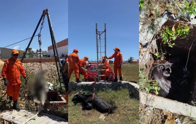 VÍDEO: Cavalo morre durante resgate após ficar mais de 8 horas preso em fossa no litoral do PI