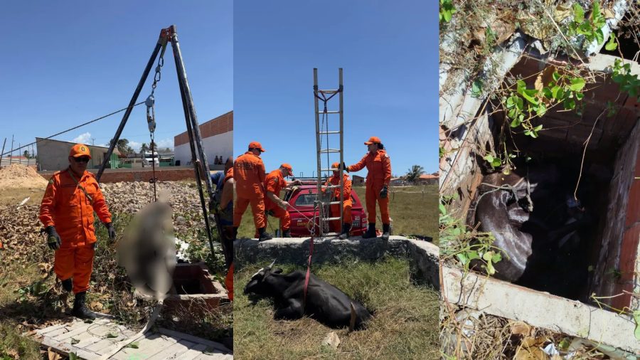 VÍDEO: Cavalo morre durante resgate após ficar mais de 8 horas preso em fossa no litoral do PI