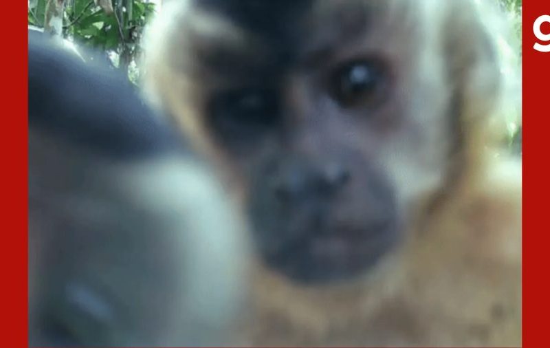 Macacos-pregos são flagrados brincando com câmera em MT